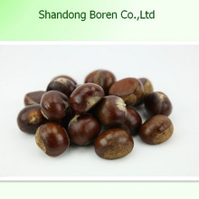 Gesundheit Lebensmittel Raw Chestnut Fresh Chestnut